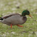Wilde eend